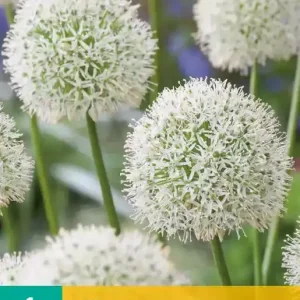 Allium Mount Everest