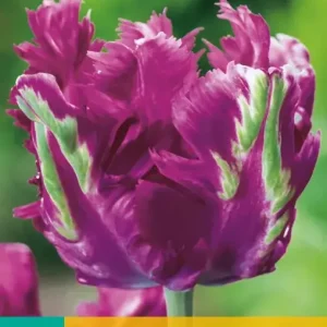 Tulipa Parrot Negrita