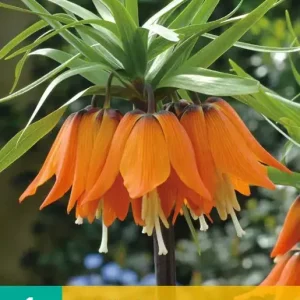 Fritillaria imp. Aurora