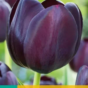 Tulipa Queen of Night