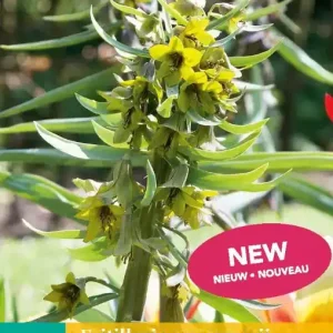 Fritillaria Green Eyes