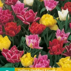Tulipa Dubbel Vroeg Mix
