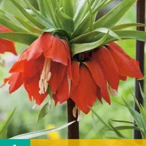 Fritillaria imp. Rubra