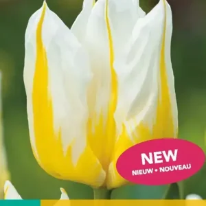 Tulipa Flaming Agrass