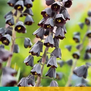Fritillaria persica