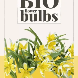 Tulipa tarda (Dasystemon) - bio