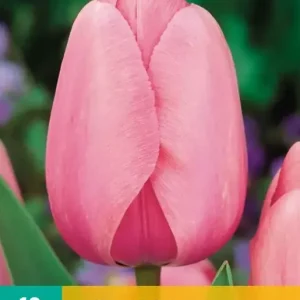 Tulipa Pink Impression