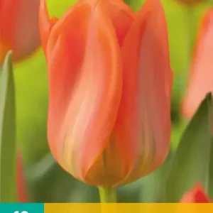Tulipa Orange Emperor