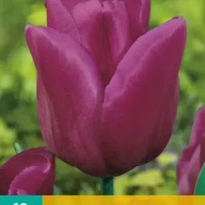 Tulipa Passionale