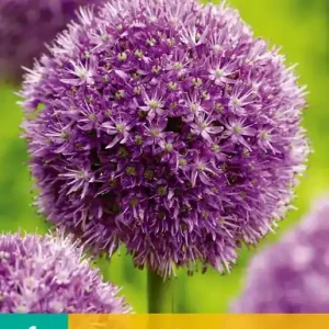 Allium Globemaster