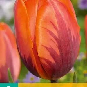 Tulipa Prinses Irene