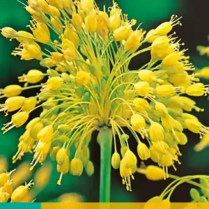 Allium Yellow Fantasy