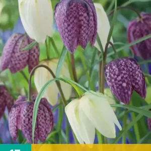 Fritillaria meleagris Mix