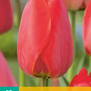 Tulipa Red Impression