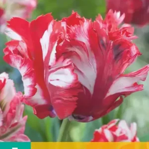 Tulipa Estella Rijnveld