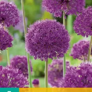 Allium Purple Sensation