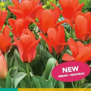 Tulipa Oriental Beauty