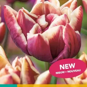 Tulipa Wyndham