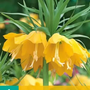 Fritillaria imp. Lutea