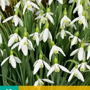 Galanthus elwesii