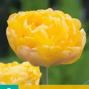 Tulipa Yellow Pompenette