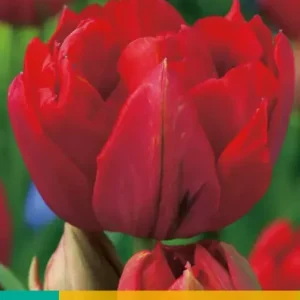 Tulipa Abba