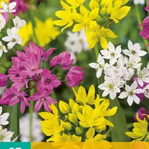 Allium species Mix