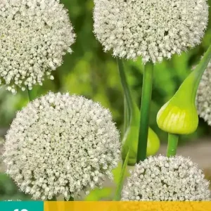 Allium White Cloud