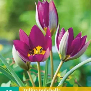 Tulipa pulch. Persian Pearl
