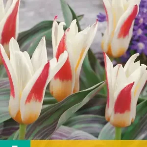Tulipa Johann Strauss