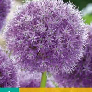Allium His Excellency