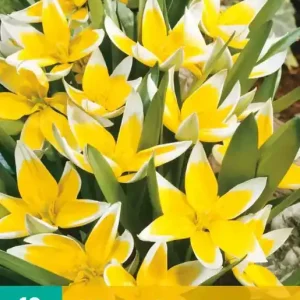 Tulipa tarda dasystemon