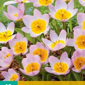 Tulipa bakeri Lilac Wonder