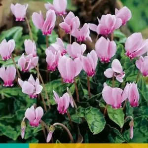 Cyclamen hederifolium