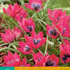Tulipa Little Beauty