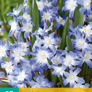 Chionodoxa luciliae (gigantea)
