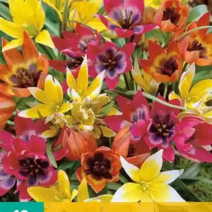 Tulipa Species Mix