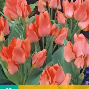 Tulipa Toronto