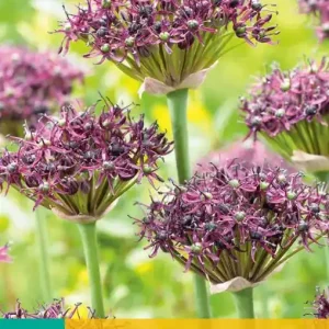 Allium atropurpureum