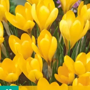 Crocus Golden Yellow