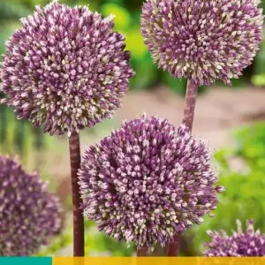 Allium Summer Drummer