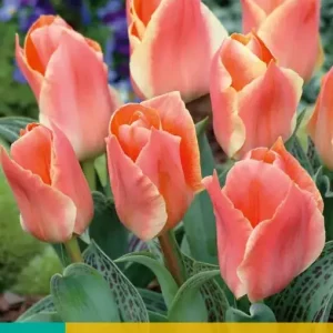 Tulipa Calypso