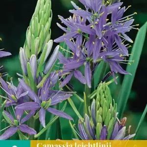 Camassia leichtlinii Caerulea