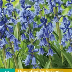 Hyacinthoides hisp. Blauw