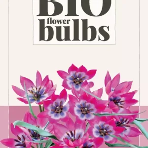 Tulipa Little Beauty - bio