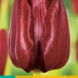 Tulipa Mascara