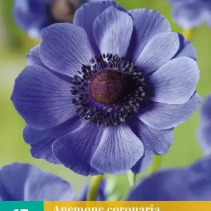 Anemone cor. Mr. Fokker