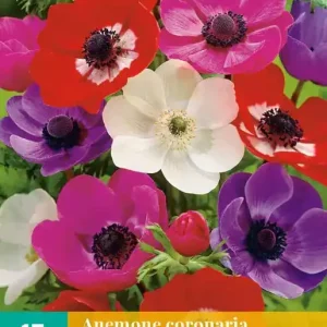 Anemone cor. De Caen Mix