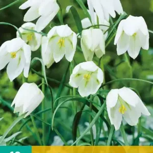 Fritillaria meleagris Alba
