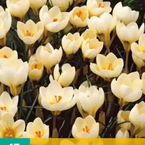 Crocus Cream Beauty